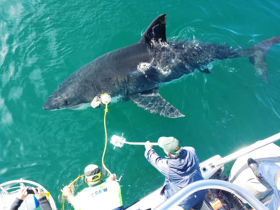 From Hermanus: Cruise with Shark Cage Dive and Lunch - Key points to know before booking