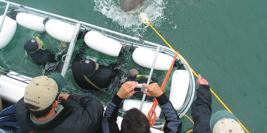 From Hermanus: Cruise with Shark Cage Dive and Lunch - Should you book the Kleinbaai shark cage trip?