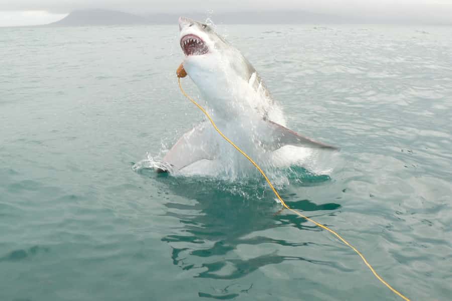 From Hermanus: Cruise with Shark Cage Dive and Lunch - Setting out from Kleinbaai Harbour