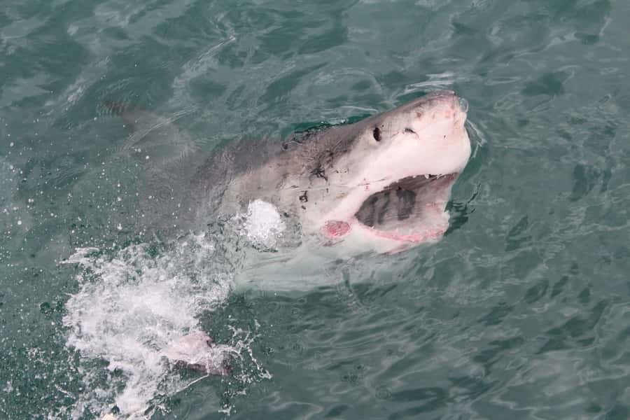 From Hermanus: Cruise with Shark Cage Dive and Lunch - Which sharks might you see?