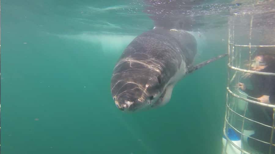 From Hermanus: Cruise with Shark Cage Dive and Lunch - Guides, safety, and marine-life explanations