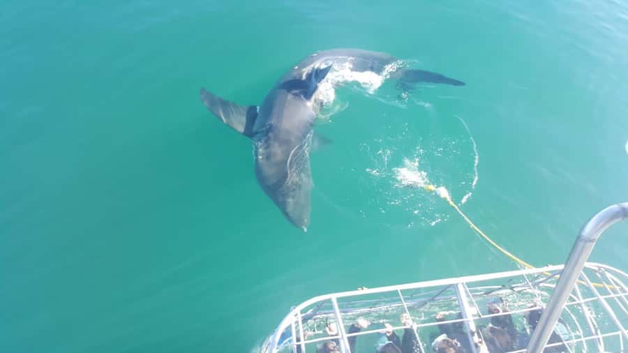 From Hermanus: Cruise with Shark Cage Dive and Lunch - Food, warmth, and the end of the day
