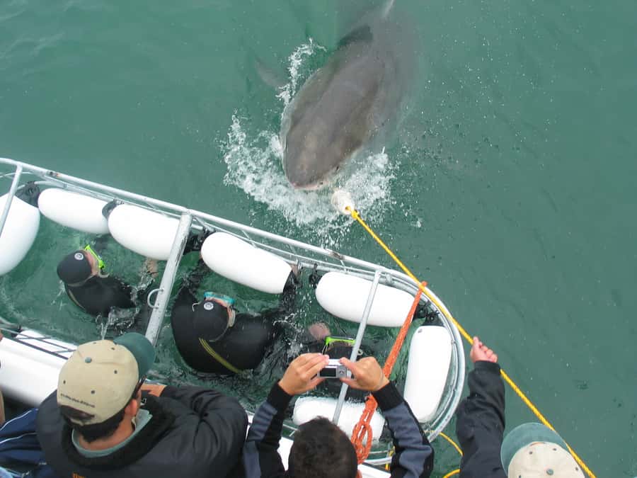 From Hermanus: Cruise with Shark Cage Dive and Lunch - Is $168 a fair price?