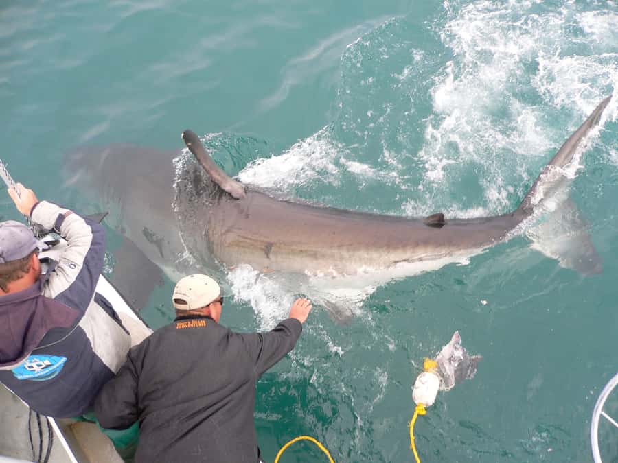 From Hermanus: Cruise with Shark Cage Dive and Lunch - Who should book this experience?