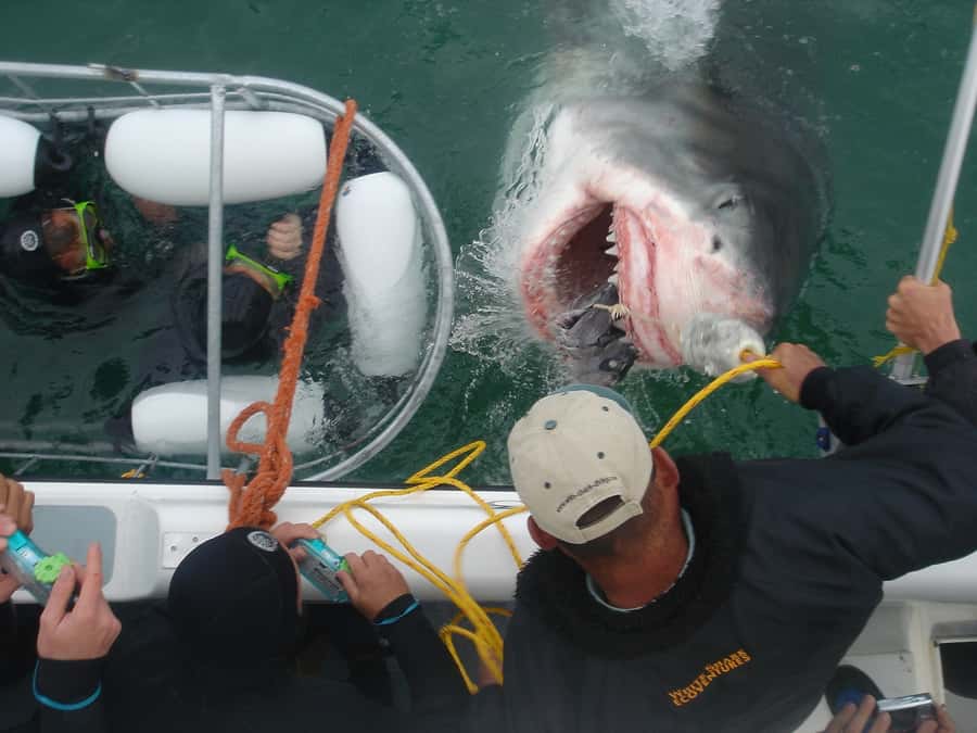 From Hermanus: Cruise with Shark Cage Dive and Lunch - Three hours near Shark Alley