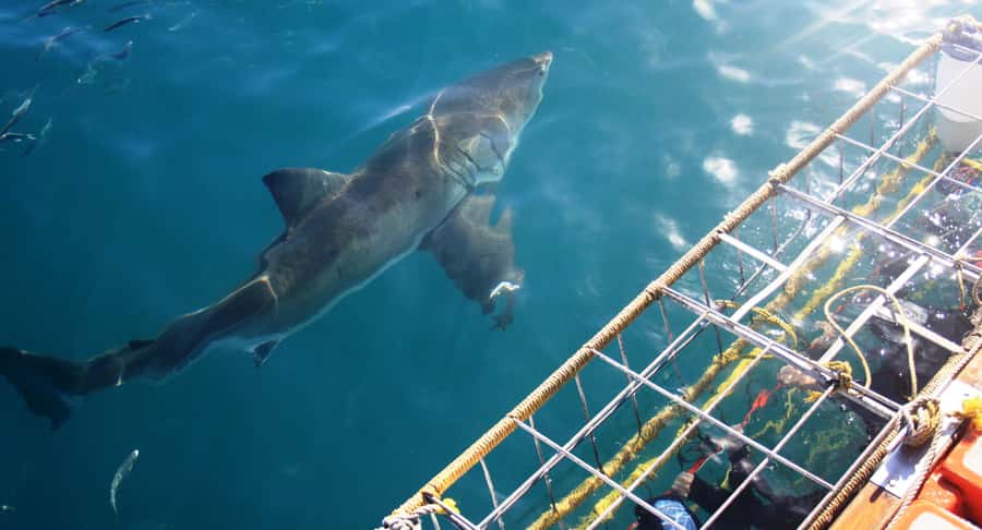From Hermanus or Cape Town: Shark Cage Diving Experience - Key points before you book