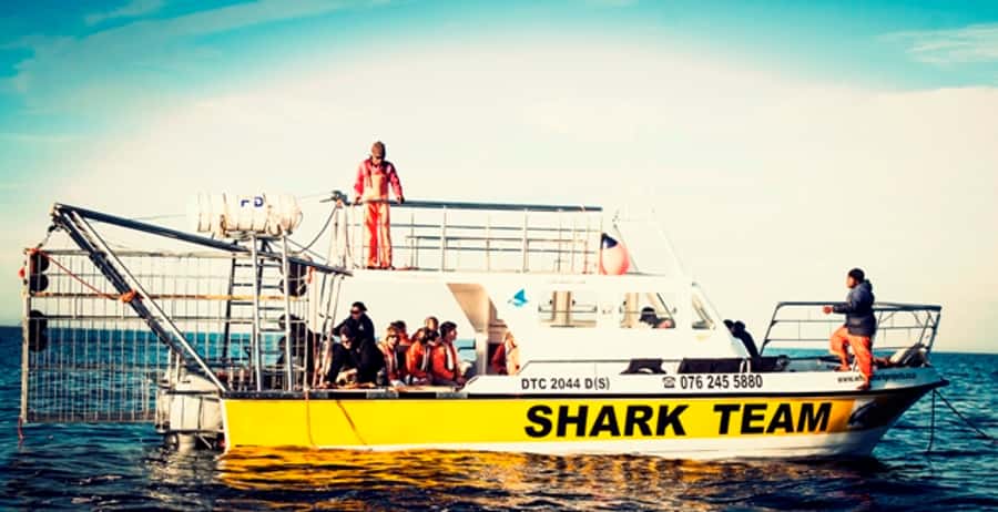 From Hermanus or Cape Town: Shark Cage Diving Experience - What this shark trip is really about