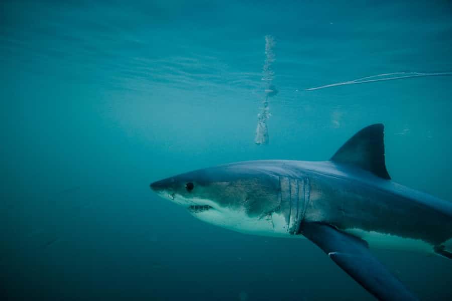From Hermanus or Cape Town: Shark Cage Diving Experience - The briefing gives you a clear safety plan