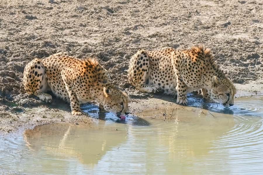 From Johannesburg: 2-Day Safari into Kruger National Park - What to bring for the open vehicle