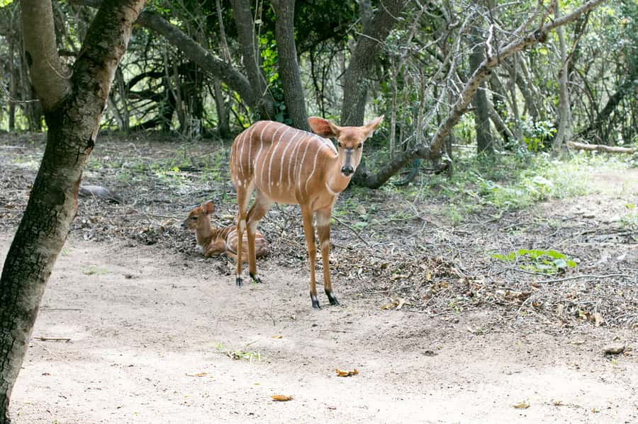 From Johannesburg: 3-Day Budget Tent Kruger Park Safari - Why this three-day safari works so well