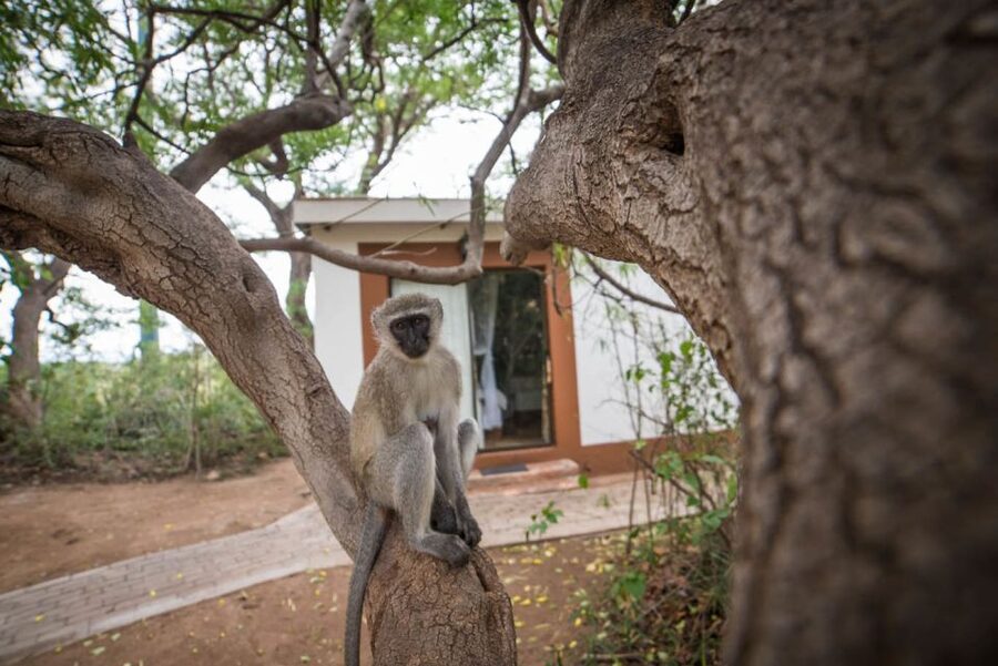 From Johannesburg: 6-Day Classic Kruger National Park Safari - Day 6: Sunrise, the Panorama Route, and Johannesburg