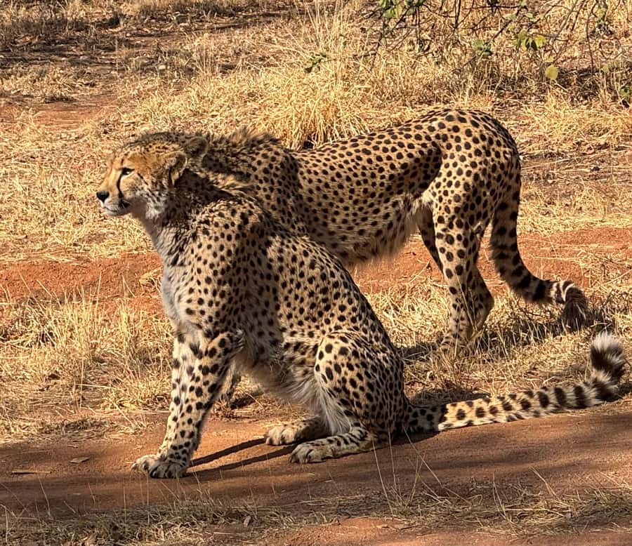 From Johannesburg: Cheetah Tour - The 90-minute ride from Johannesburg or Pretoria