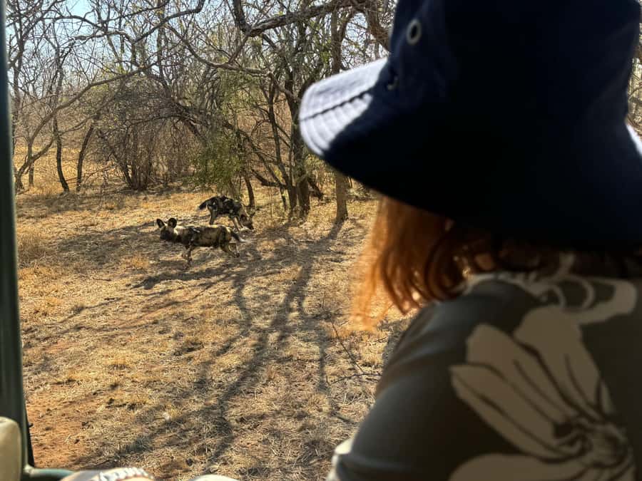 From Johannesburg: Cheetah Tour - Cheetahs, servals, wild dogs, and vultures