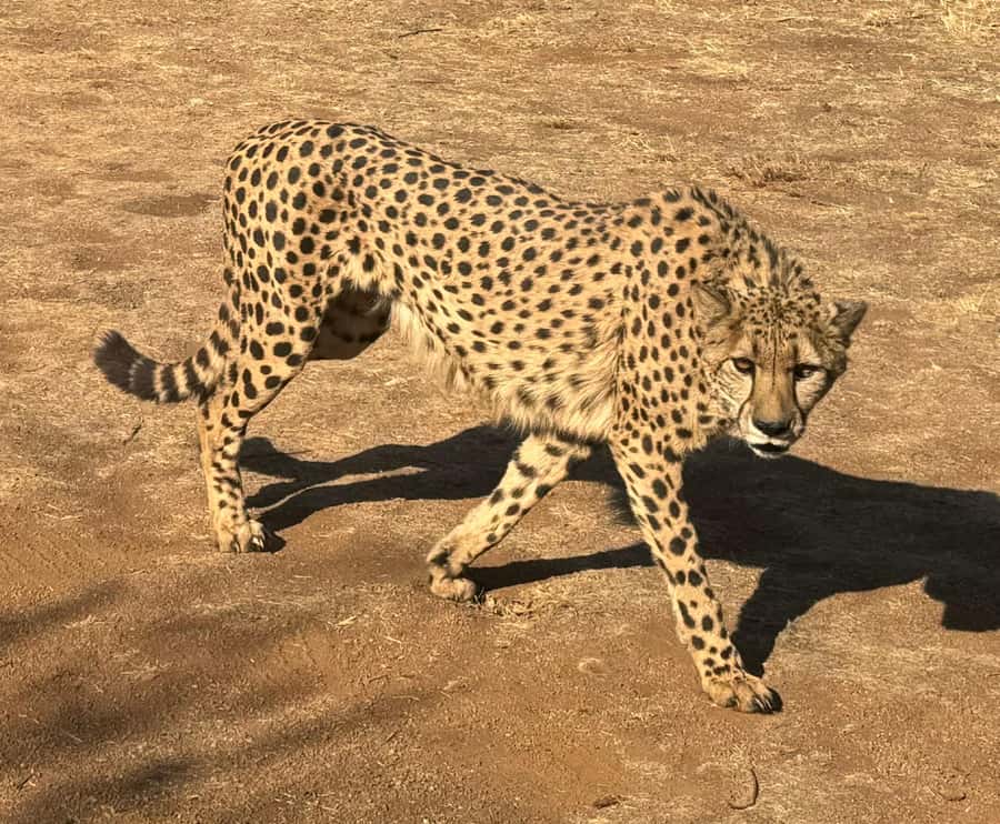 From Johannesburg: Cheetah Tour - The optional cheetah run needs planning