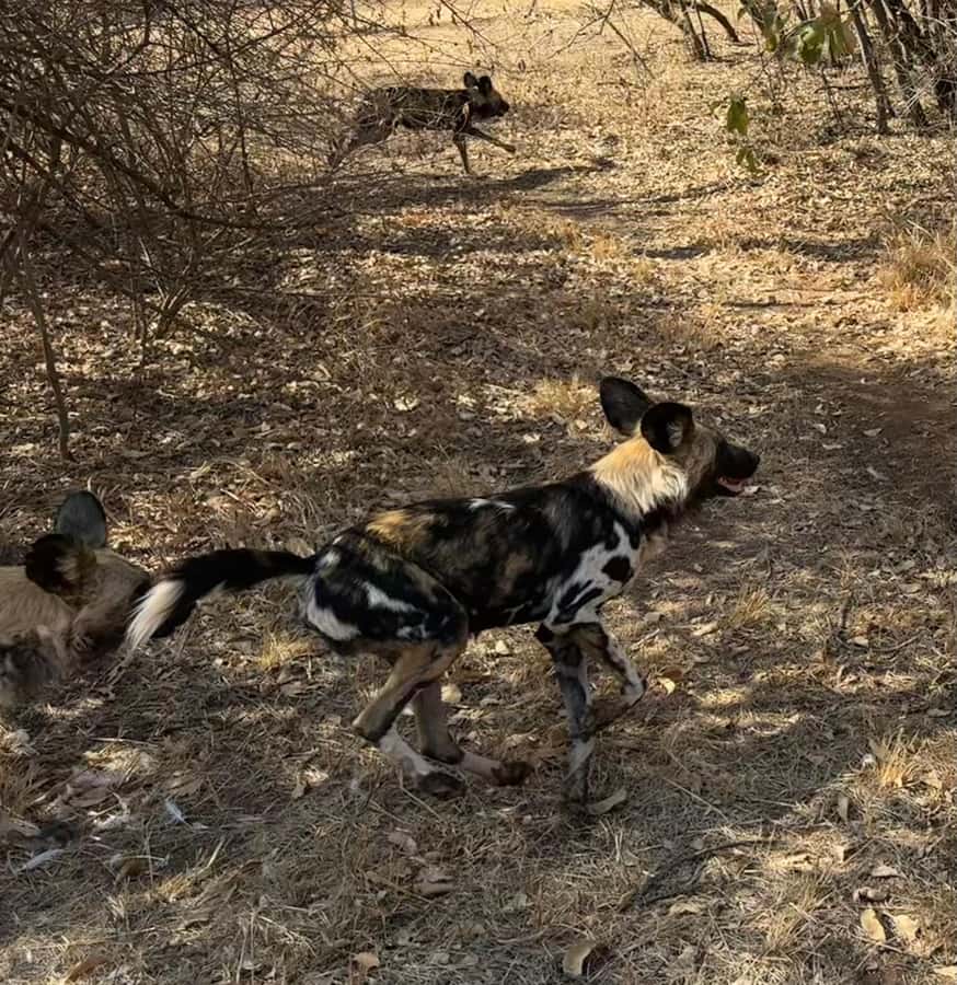 From Johannesburg: Cheetah Tour - What to pack for a five-hour outing