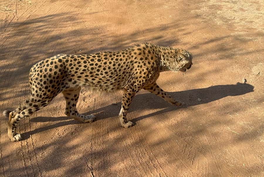 From Johannesburg: Cheetah Tour - Who will enjoy this tour most?