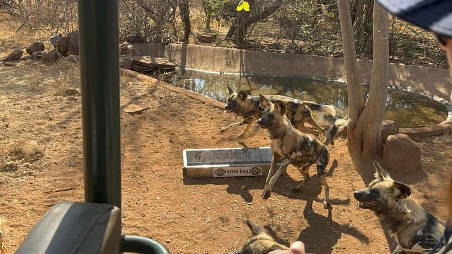 From Johannesburg: Cheetah Tour - Should you book this cheetah tour?
