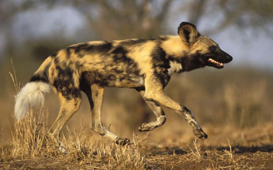 From Johannesburg: Cheetah Tour - Two hours at the Ann van Dyk Cheetah Centre