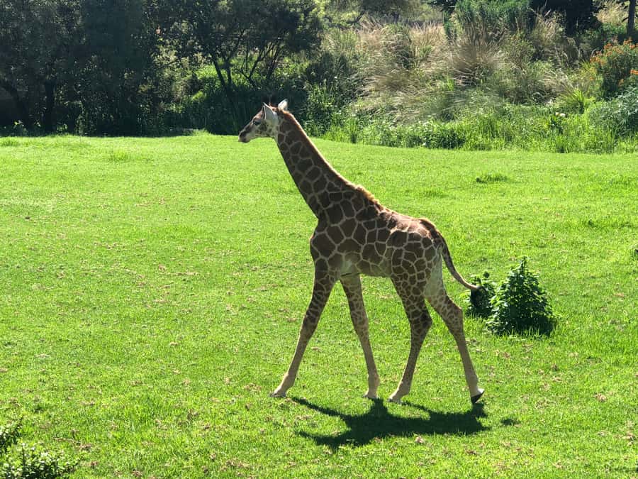 From Johannesburg: Cradle of Humankind and Lion Safari - Practical advice for a smoother day