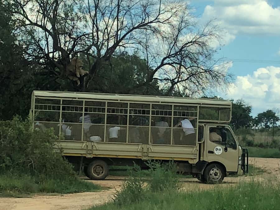 From Johannesburg: Cradle of Humankind and Lion Safari - Maropeng and the story of human ancestry