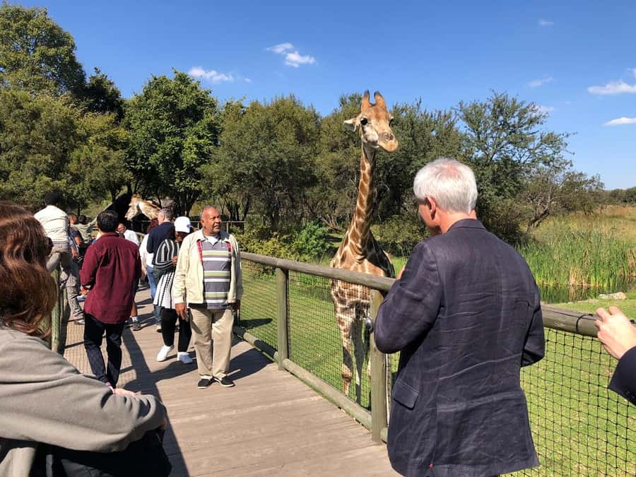 From Johannesburg: Cradle of Humankind and Lion Safari - The one-hour drive from Johannesburg