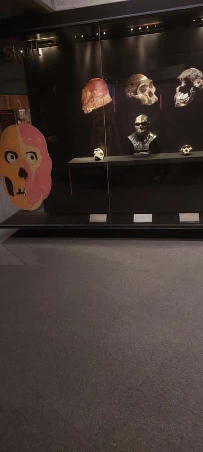 From Johannesburg: Cradle of Humankind Private Half-Day Tour - Entering the reopened Sterkfontein Caves