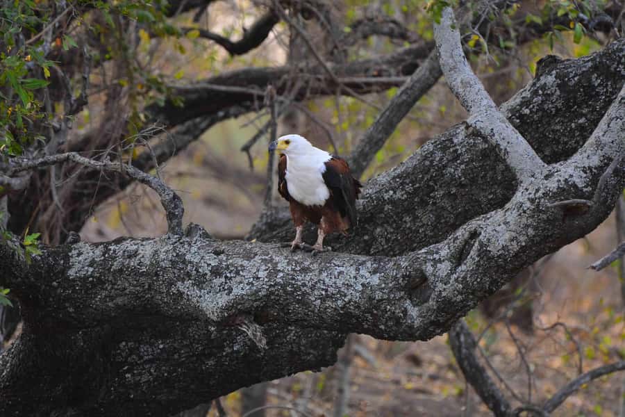 From Johannesburg: Full-Day Kruger National Park Safari - Nelspruit provides a short coffee pause