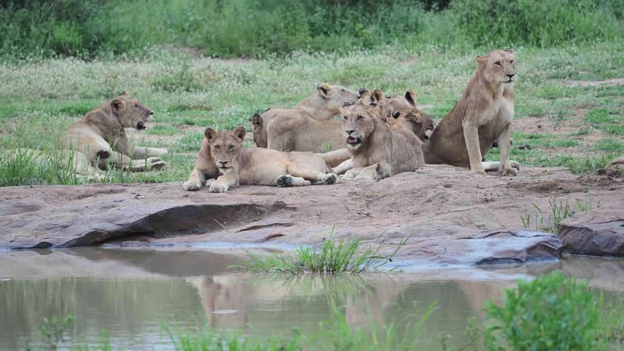From Johannesburg: Full-Day Kruger National Park Safari - Is $435 a fair price for one day?