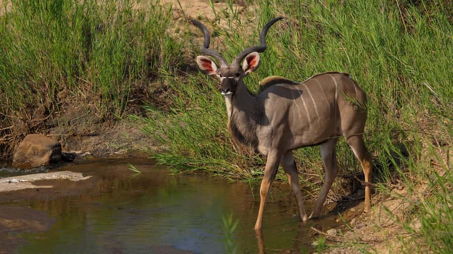 From Johannesburg: Full-Day Kruger National Park Safari - Early pickup and the road east from Johannesburg