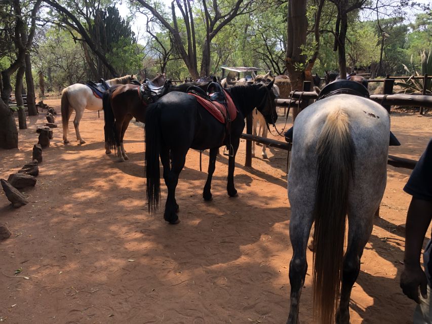 From Johannesburg: Horse-Riding Safari and Cable Car Tour - What makes the wildlife portion special