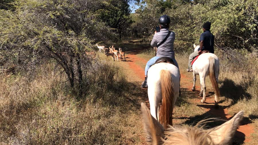 From Johannesburg: Horse-Riding Safari and Cable Car Tour - Leaving Johannesburg for the Magaliesberg
