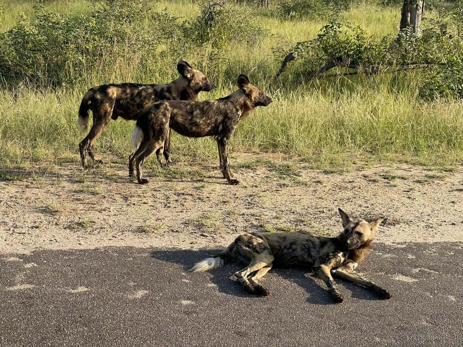 From Johannesburg: Kruger National Park 3-Day Safari - Staying in Hazyview at night