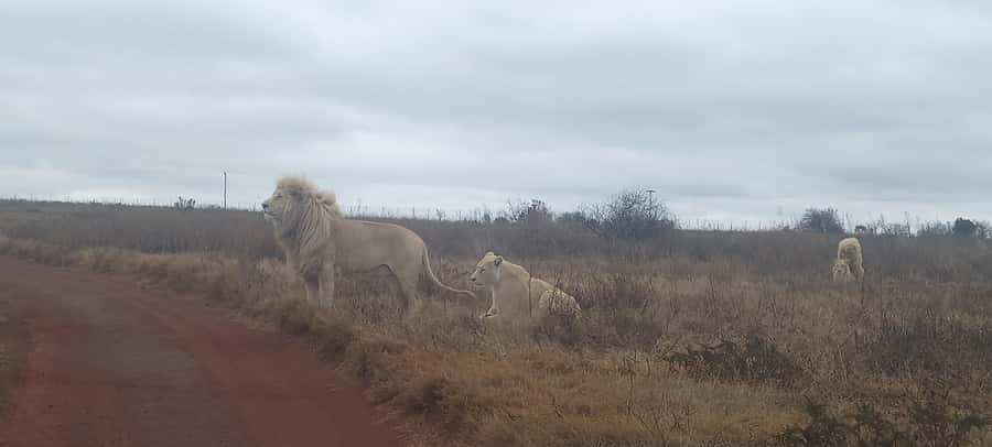 From Johannesburg: Lesedi Cultural Village & Lion Park Tour - Lion and Safari Park: a managed setting with plenty to see