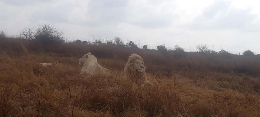 From Johannesburg: Lesedi Cultural Village & Lion Park Tour - Who will get the most from this experience