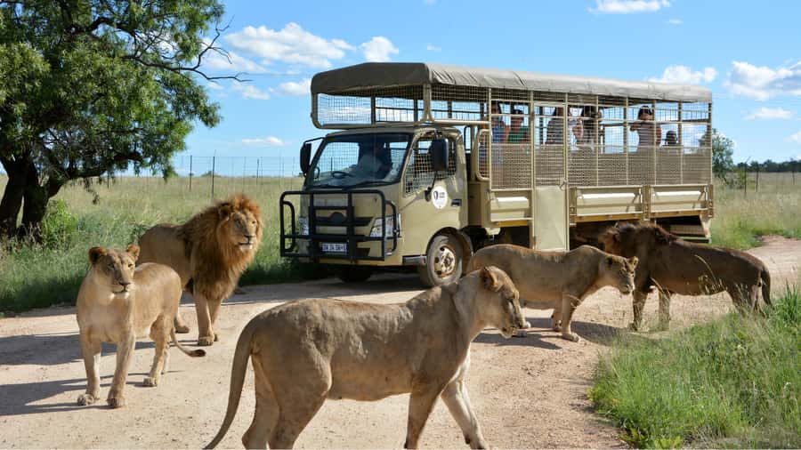 From Johannesburg: Lion & Safari Park Half-Day Tour - Key points to know before you book