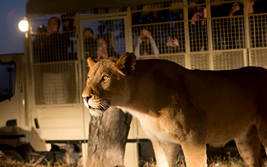From Johannesburg: Lion & Safari Park Half-Day Tour - A convenient half-day safari from Johannesburg