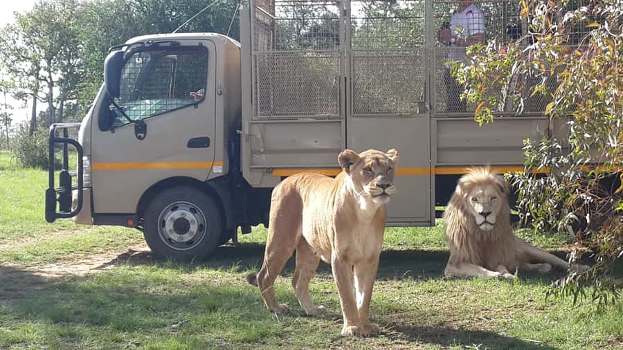 From Johannesburg: Lion & Safari Park Half-Day Tour - Lions, prides, and the chance of a white lion