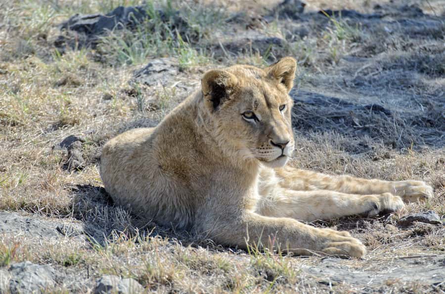 From Johannesburg: Lion & Safari Park Half-Day Tour - Guides make a real difference