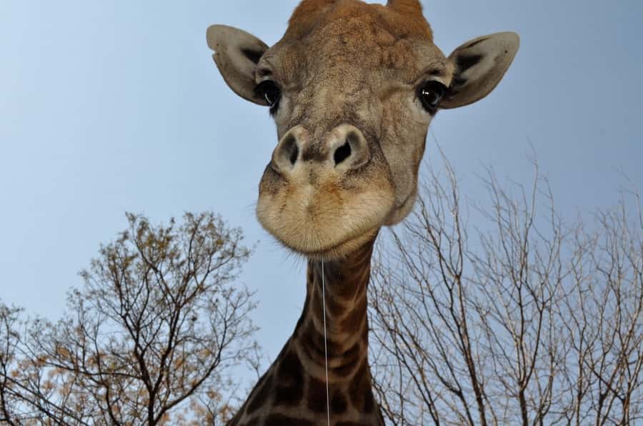 From Johannesburg: Lion & Safari Park Half-Day Tour - What the $167 price includes