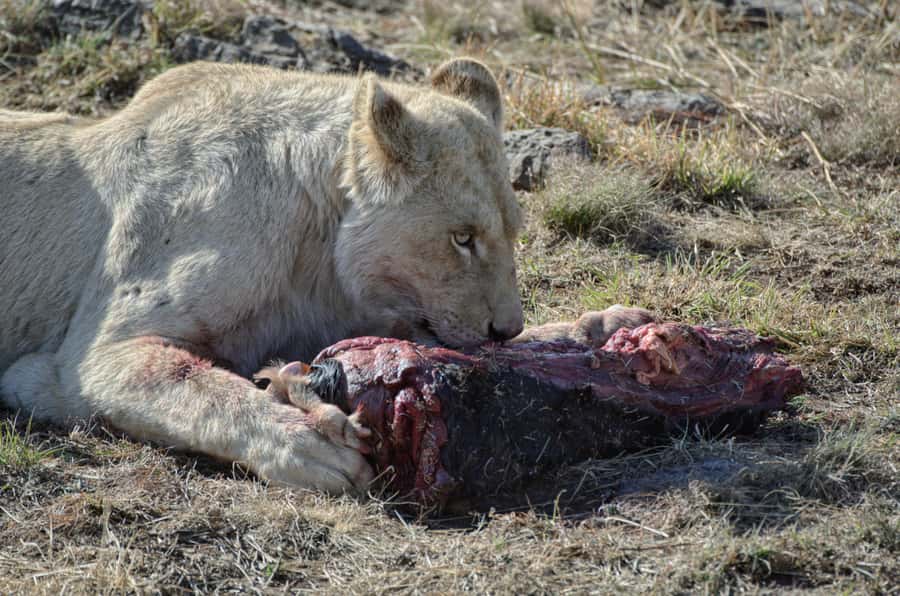 From Johannesburg: Lion & Safari Park Half-Day Tour - Who will enjoy this safari most
