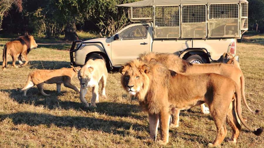 From Johannesburg: Lion & Safari Park Half-Day Tour - Entering Lion and Safari Park
