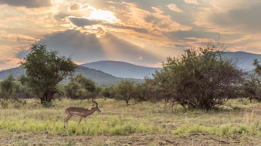 From Johannesburg: Pilanesberg National Park Safari - Key points to know before booking