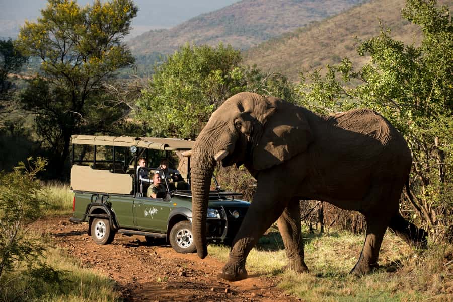 From Johannesburg: Pilanesberg National Park Safari - A full safari day from Johannesburg