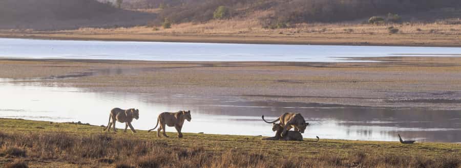 From Johannesburg: Pilanesberg National Park Safari - Entering Pilanesberg National Park