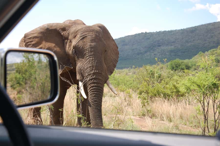 From Johannesburg: Pilanesberg National Park Safari - Practical clothing and packing advice