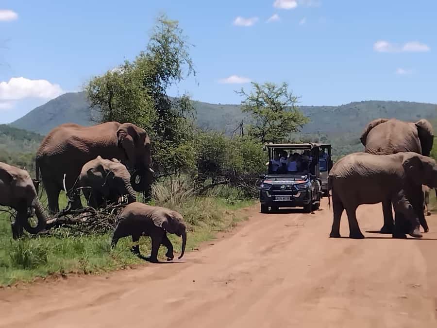 From Johannesburg: Pilanesberg Nature Reserve Game Safari - Should you book the Pilanesberg day trip?