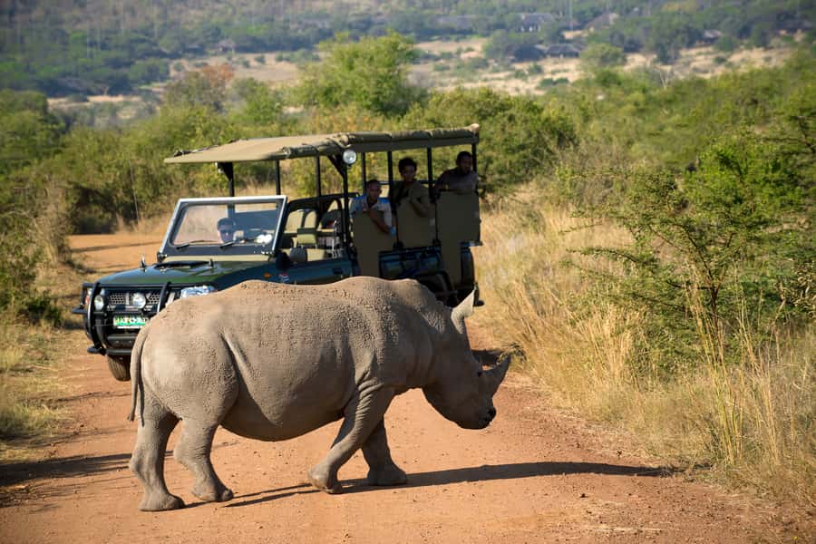 From Johannesburg: Pilanesberg Nature Reserve Game Safari - Morning game drive: your first look at the reserve