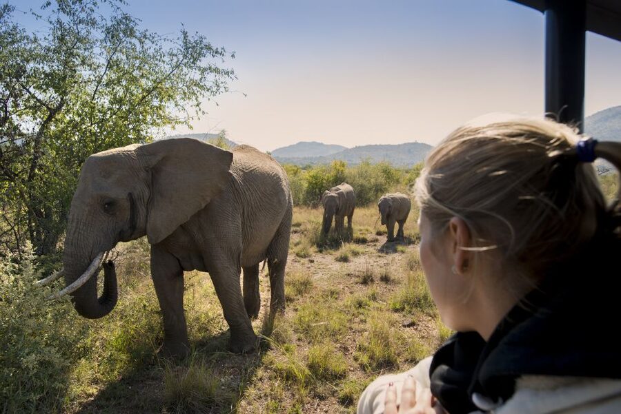 From Johannesburg: Pilanesberg Nature Reserve Game Safari - Lunch beside the water hole