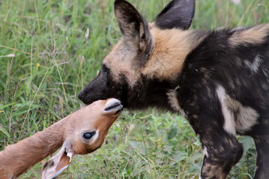 From Johannesburg: Pilanesberg Nature Reserve Game Safari - Who should book this safari