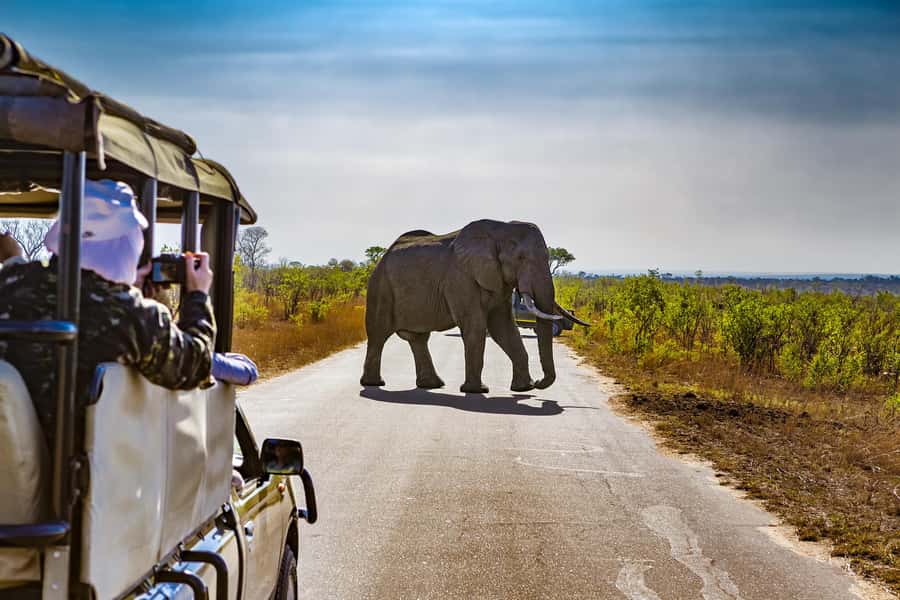 From Johannesburg: Pilanesberg Wildlife Safari - Why Pilanesberg works as a Johannesburg safari